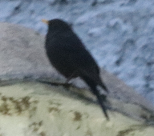 Tibetan Blackbird