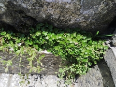 Hydrocotyle sibthorpioides