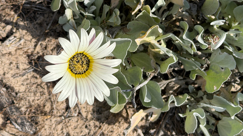 Arctotis stoechadifolia
