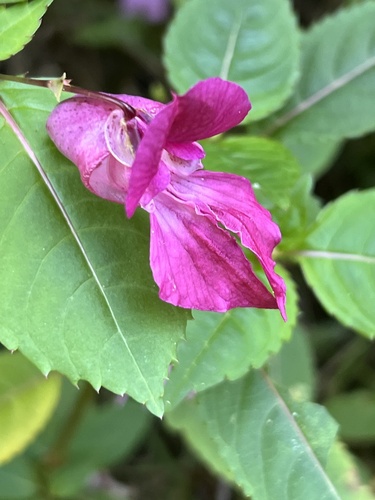 Himalayan balsam