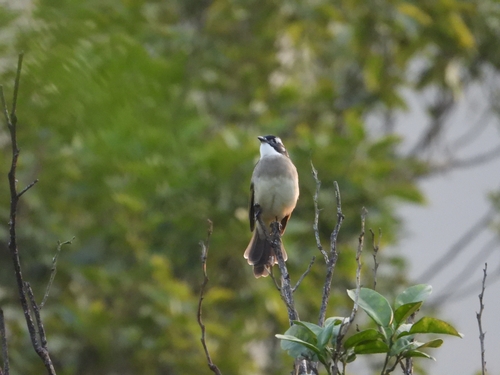 Light-vented Bulbul