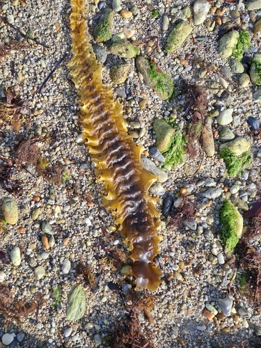 Sugar Kelp