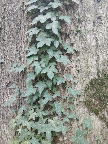 common ivy