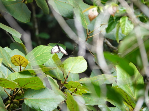Borneo Birdwing