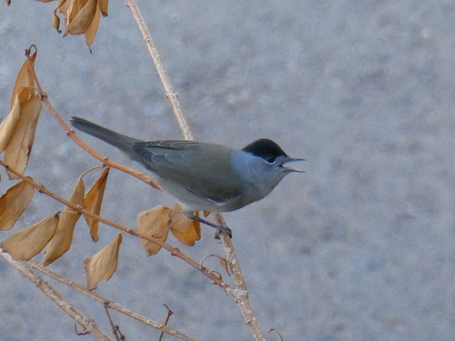 Eurasian Blackcap
