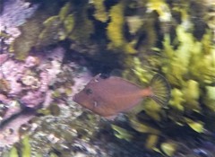 Meuschenia flavolineata