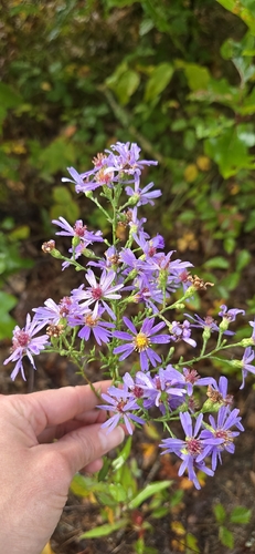 Symphyotrichum undulatum