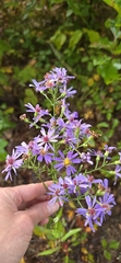 Symphyotrichum undulatum