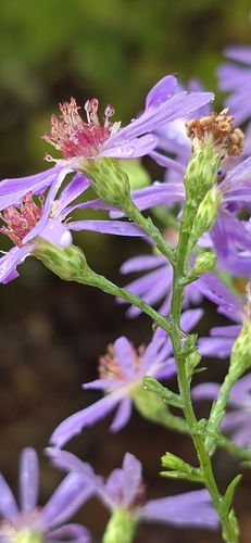 Symphyotrichum undulatum, photograph 3