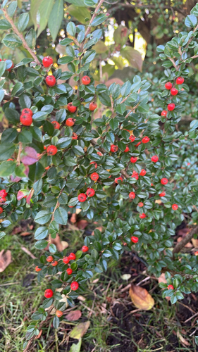 Wall cotoneaster