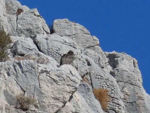 Short-toed Snake-Eagle