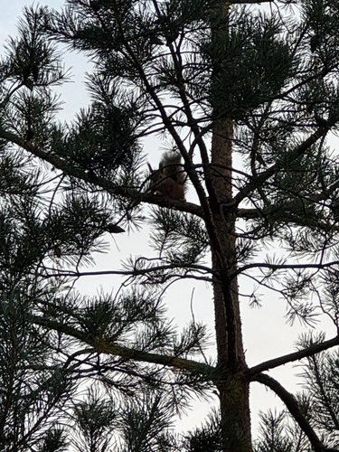 Eurasian Red Squirrel