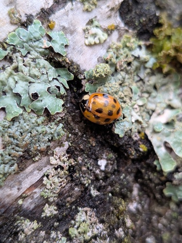 Asian Lady Beetle