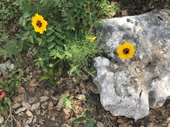 Coreopsis basalis