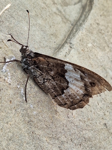 Eastern Rock Grayling
