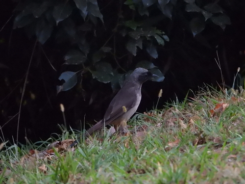 Masked Laughingthrush
