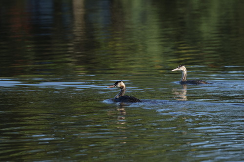 Great Crested Grebe