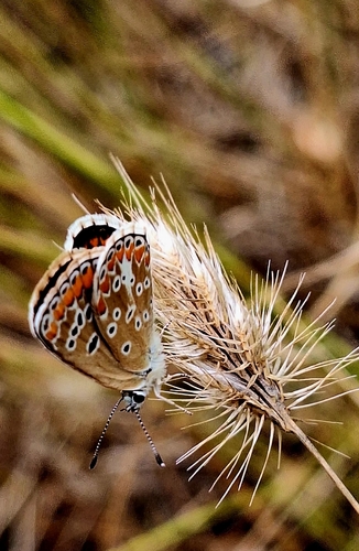 Brown Argus