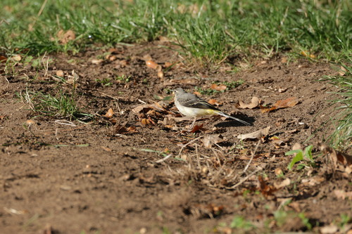 Grey Wagtail