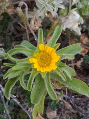 Asteriscus aquaticus