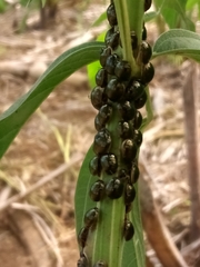 Brachyplatys subaeneus