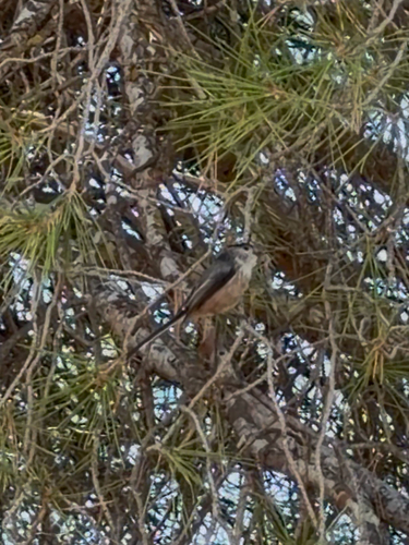 Long-tailed Tit