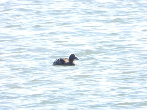 Common Eider