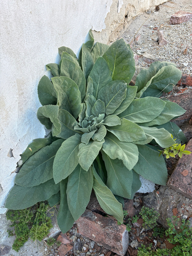 great mullein