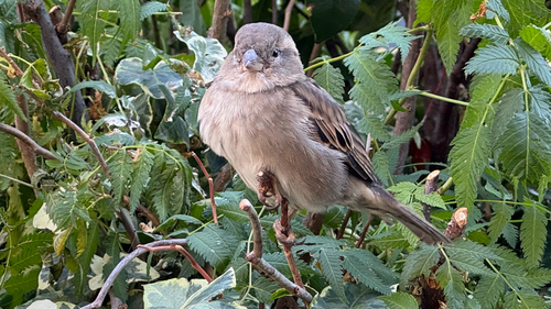 House Sparrow