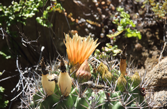 Eriosyce curvispina