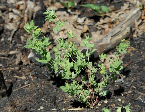 Lotus angustissimus, photograph 2