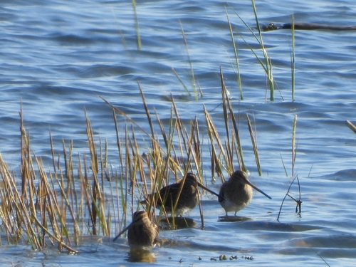 Common Snipe