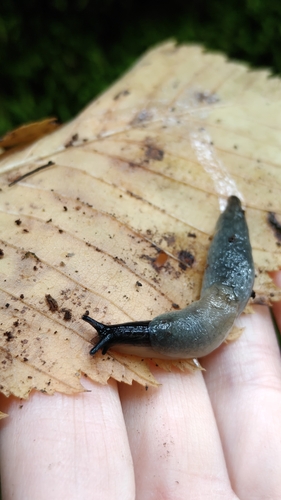 Black-headed Slug