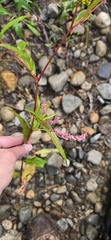 Persicaria extremiorientalis
