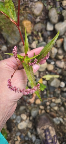 Persicaria extremiorientalis, photograph 2