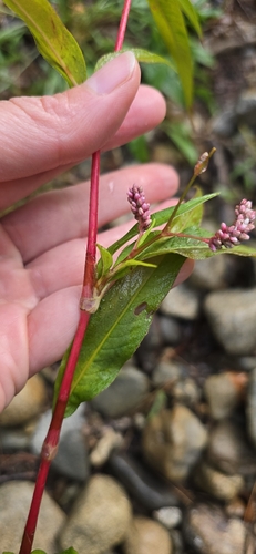 Persicaria extremiorientalis, photograph 3