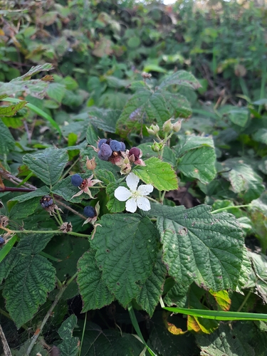Rubus caesius, photograph 1