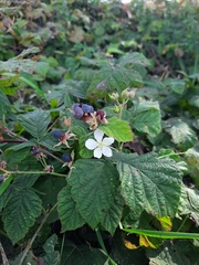 Rubus caesius