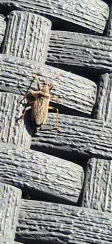 Grey Damsel Bug