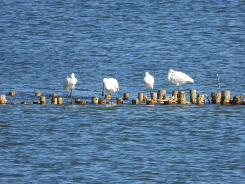 Eurasian Spoonbill