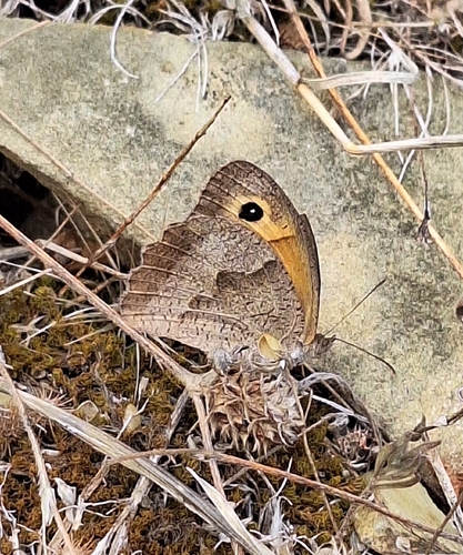 Meadow Brown