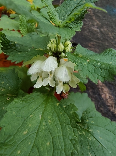 Lamium album, photograph 3
