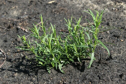 Veronica scutellata