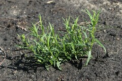 Veronica scutellata