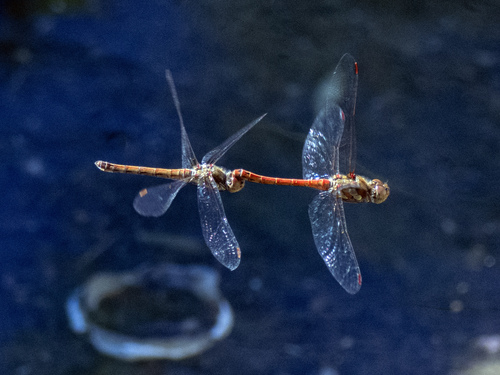 Common Darter