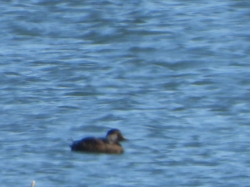 Common Scoter