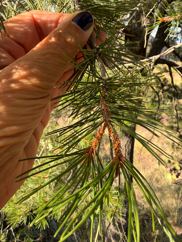 Pinus remota