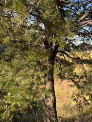 (c) IDClaire, some rights reserved (CC BY) Pinus remota, photograph (c) IDClaire, some rights reserved (CC BY)