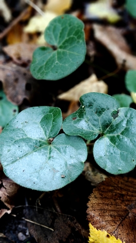 Asarabacca