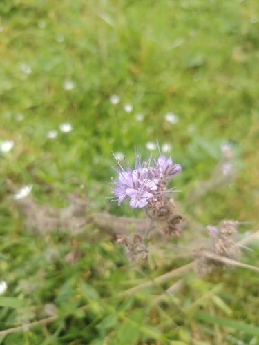 Lacy phacelia